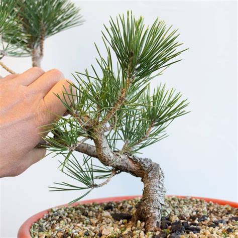 Polish your personal project or design with these conifers transparent png images, make it even more personalized and more attractive. Bonsai Development Series #2: maintaining low branches on ...