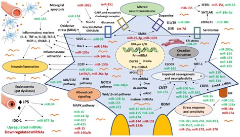 Biomedicines Free Full Text Micrornas As Critical Biomarkers Of