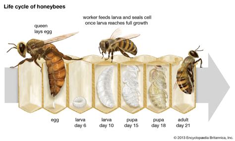 Idea By Stephanie Netwal On Art Honey Bee Life Cycle Bee Life Cycle