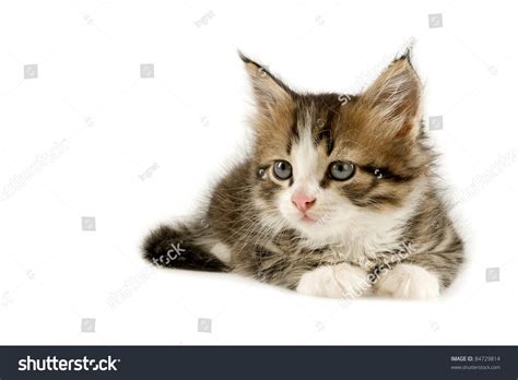 Kitten Stock Photo 84729814 Shutterstock