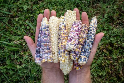 How To Grow Use Glass Gem Corn The Most Beautiful Corn In The World