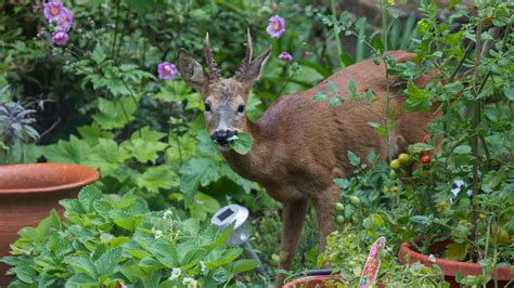 The Elusive Deer-Proof Garden - The New York Times