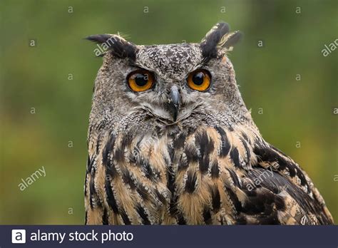 The Eurasian Eagle Owl Bubo Bubo Is A Species Of Eagle Owl That
