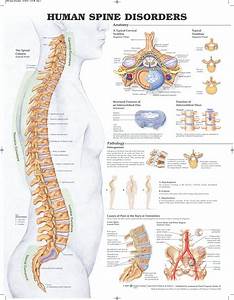 Reference Chart Human Spine Disorders Biologyproducts Com