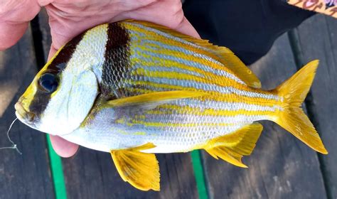 Porkfish Uconn Fishmate