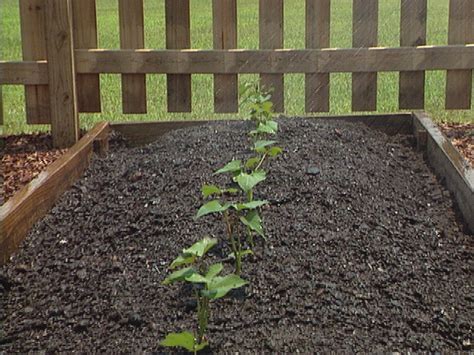 How To Plant And Grow Sweet Potatoes How Tos Diy