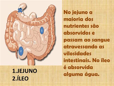 Os Nutrientes Sao Absorvidos Pelas Celulas Intestinais Estas Apresentam