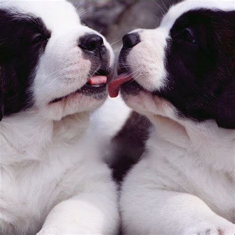 Puppy Love Puppy Kisses Cute Dogs Puppies