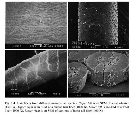When this layer is damaged, your. What your hair is made of - Understanding its chemical ...