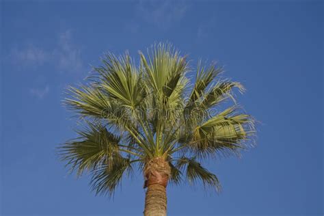 Peaceful Idyllic Background With Blue Sky And Green Palm Leaves Stock