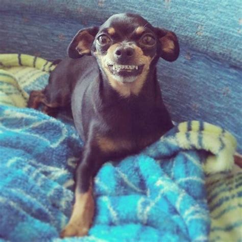 16 Awkward Chihuahuas With Resting Doofus Face Barkpost
