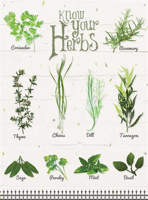 Diy Herb Garden Unite For Her Herbs Illustration Watercolor Herbs