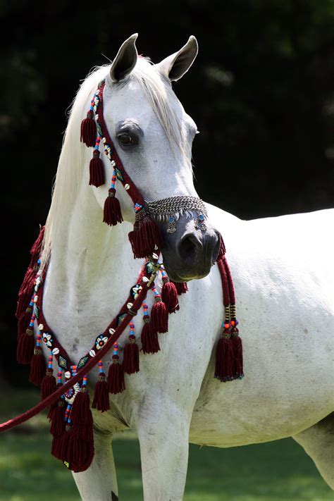 Shes Pretty Arabian Horse Horses Beautiful Arabian Horses