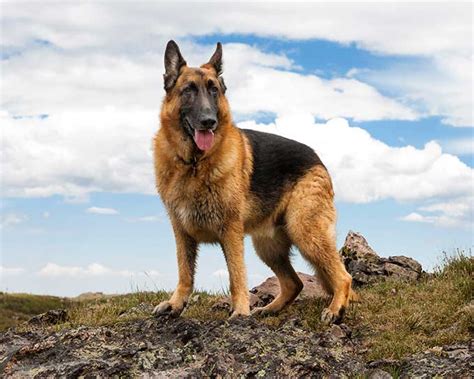 German Shepherd Dog Breed Information Pictures Characteristics And Facts Dogtime