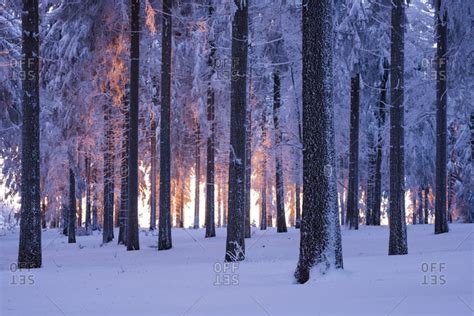 Snowy Norway Spruce Picea Abies Forest At Sunset Thuringian Forest