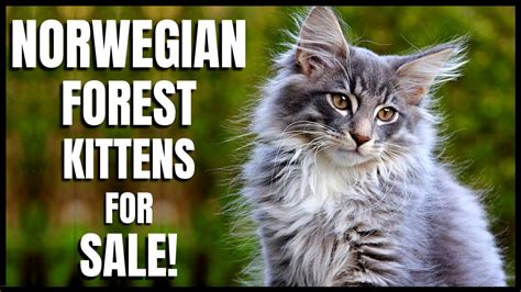 Norwegian Forest Kittens For Sale Youtube
