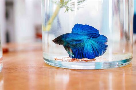 We are doing some work on the site and will be back shortly. 100+ Betta Fish Names: Ideas for Unique & Cool Fish | Pet Keen