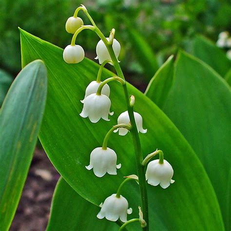 Lily Of The Valley Same Day Plant Delivery Nyc