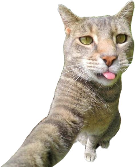 Cat Selfie Png 20 Free Cliparts Download Images On Clipground 2023