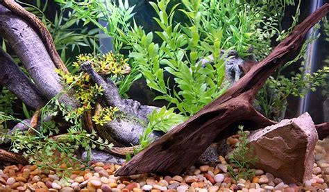 The Best Driftwood For Aquariums In Aquatic Eden