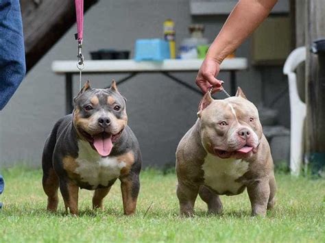 ✅ bé nó dzá trên 10 củ nhé. Chó Bullydog - Thông Tin Về Nguồn Gốc, Đặc Điểm, Bảng Giá