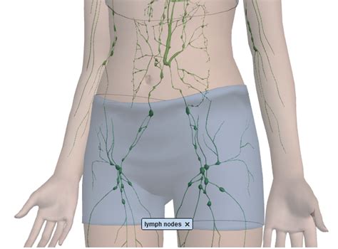 Groin muscles diagram diagram of groin aponeurosis from sscsantry groin project medical. What does the Lymphatic system do? And how does it spread ...