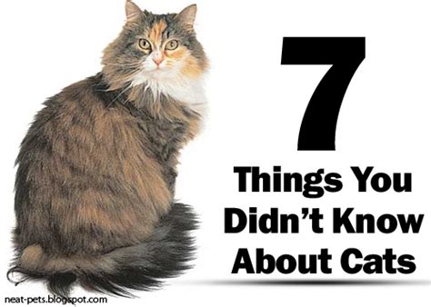 Carpal hyperextension injuries in cats produce a breakdown of the ligaments that support the back of the carpal joint diagnosis of hyperextension injuries to the carpus. 7 Things You Didn't Know About Cats - Neat-Pets ( Dogs ...