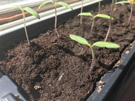 I have over 250 hd garden videos on my youtube channel. Repotting and Transplanting Tomato Seedlings - Garden.org