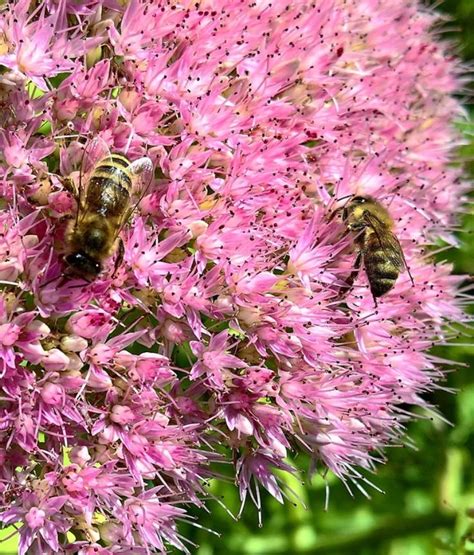 Top 10 Plants For Your Garden To Help Save The Bees Bee Garden Bees