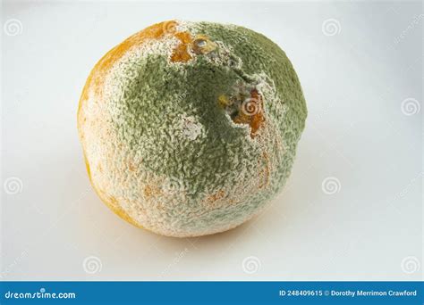 Moldy Decaying Orange Stock Image Image Of Rotten Peel 248409615