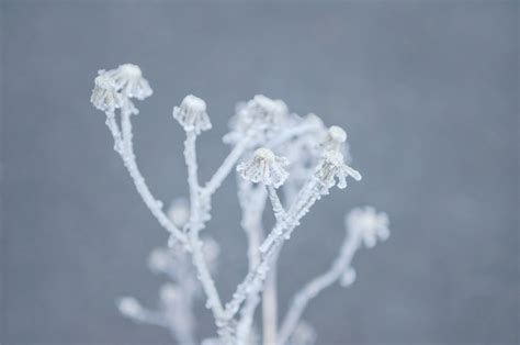 Winter Frost On The Plant Free Stock Photo Public Domain Pictures