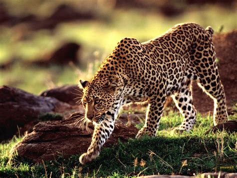 Animal Zoo Life Cheetahcheetahsking Cheetahcheetah Factsbaby