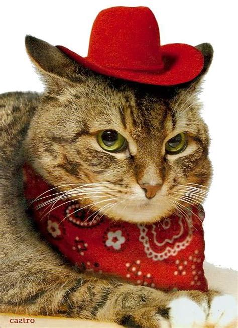 Image Result For Cats In Cowboy Hats Cute Cats Cats Cat Hat