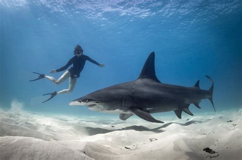 Swim With Sharks in the Bahamas | Bimini, Shark, Snorkeling