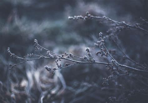 Free Images Water Nature Branch Snow Winter Dew Black And White