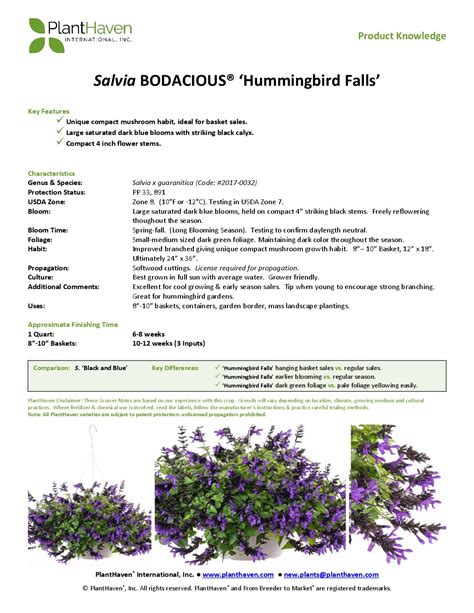 Salvia Bodacious® ‘hummingbird Falls’ Pk Planthaven International