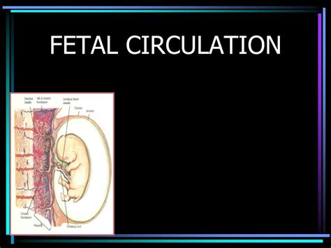 Ppt Fetal Circulation Powerpoint Presentation Free Download Id9184937