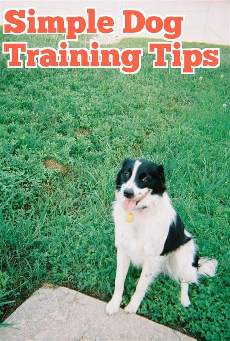 Many Useful Hints About Dog Training Tips New Puppy You May Need