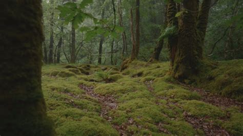 Ancient Celtic Forest Bought By Woodland Trust Itv News Wales