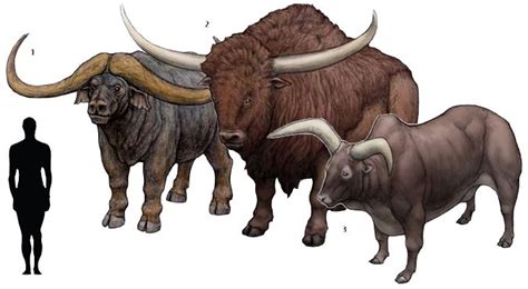 prehistoric taxonomie pelorovis howelli monstrous sheep  ancient megafauna