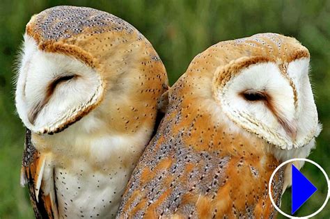 Live Streaming Webcam Barn Owls Nesting Lorton Meadows England