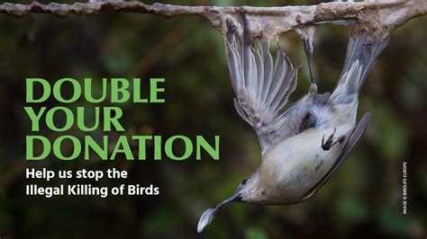 Stop The Illegal Killing Of Birds Birdlife International Powered By