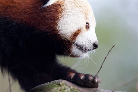 Red Pandas Have An Extra ‘thumb For Gripping Food This Is Actually An