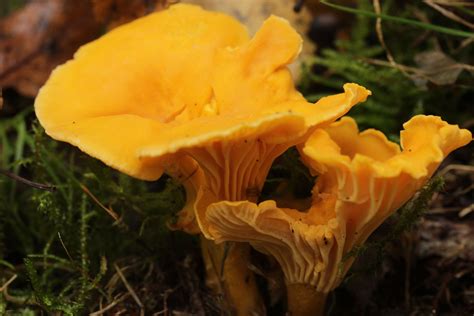 Mushroom Hunting In Florida Beginner Mycophagy Florida Smart