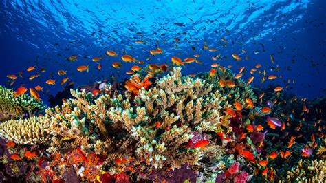 Das Berühmte Korallenriff Great Barrier Reef Steht Vor Dem Kollaps