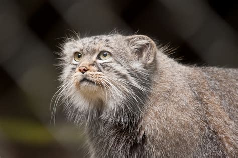 Why The Pallas Cat Should Become Your New Favorite Animal Huffpost