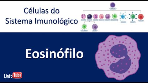 Qual A Função Dos Eosinófilos
