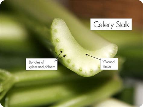 Primary xylem and phloem develop during the initial stages of growth, and, periodically, secondary tissues subsequently develop. Plant Tissues | CK-12 Foundation
