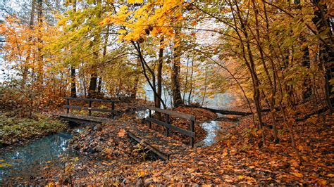 Nature Autumn Yellow Leaves Pond Bridge Fog Fall Trees Forest