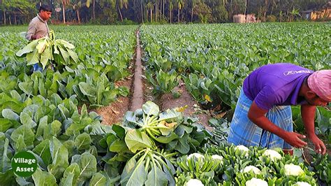 Cauliflowers Growing And Farming Ghobi In India Cauliflowers